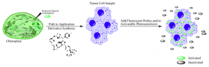 From Plants to People – The Use of Biological Pigment Derivatives in