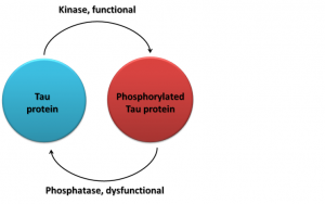 Phosphatase