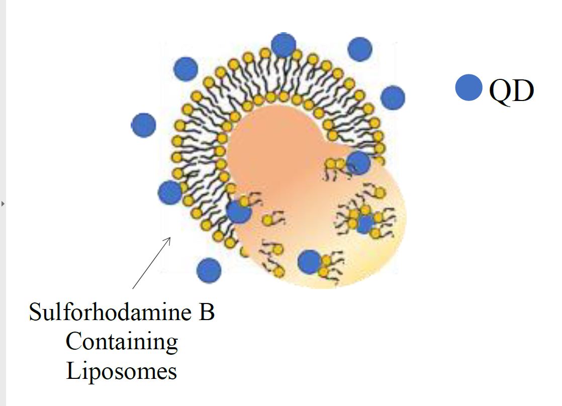 Imaging of the Interaction Between Quantum Dots and Liposomes using ...